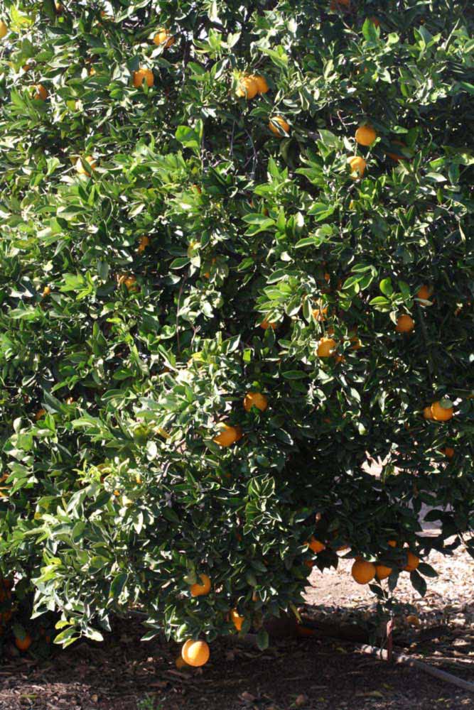            Habit (Riverside, CA)   